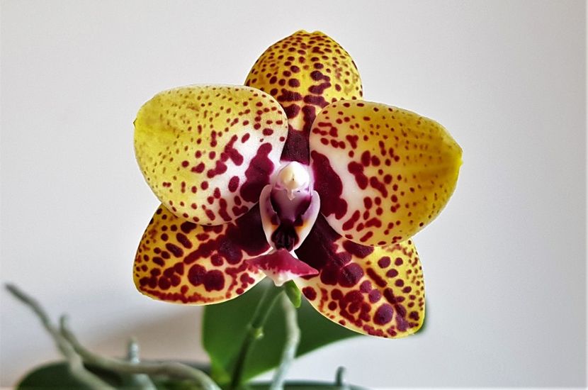 Anaconda - Phalaenopsis 2