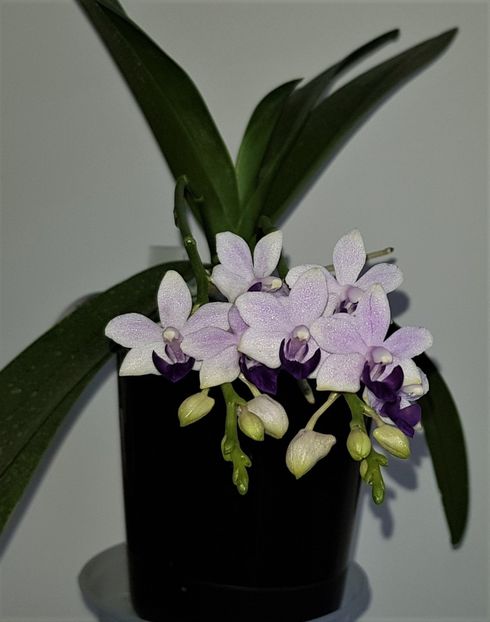  - Phalaenopsis 2