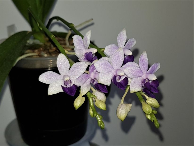 Tzu Chiang Sapphire - Phalaenopsis 2