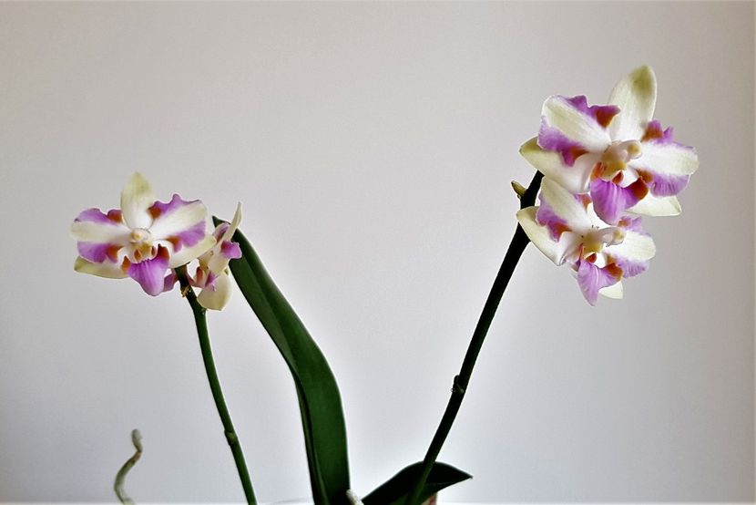  - Phalaenopsis 2