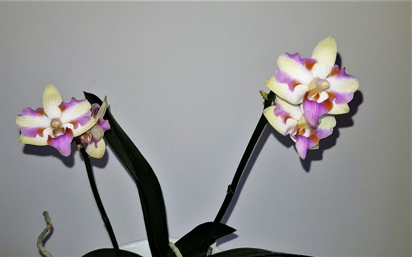  - Phalaenopsis 2