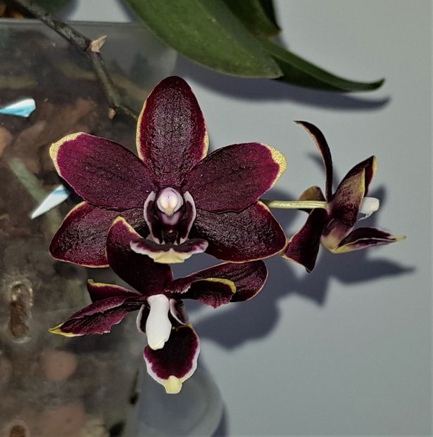  - Phalaenopsis 2
