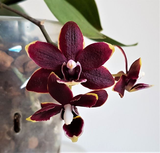  - Phalaenopsis 2