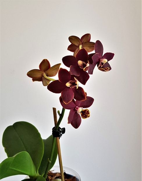  - Phalaenopsis 2