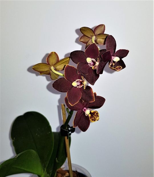  - Phalaenopsis 2