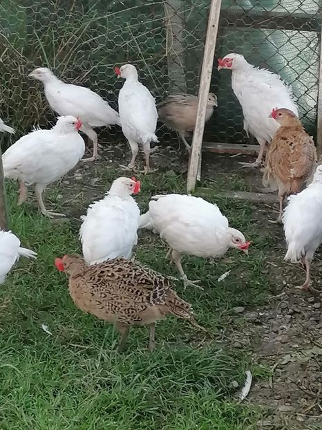  - Pui fazan alb 2021