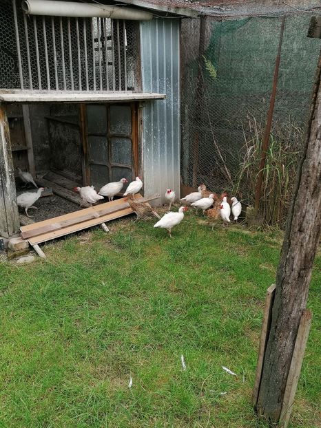  - Pui fazan alb 2021