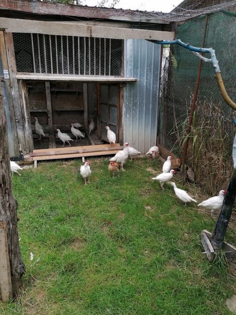  - Pui fazan alb 2021