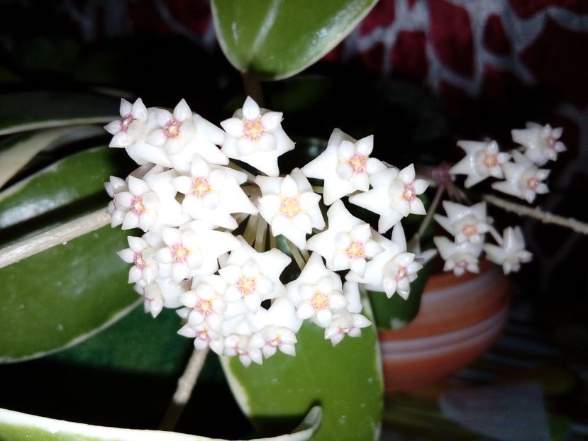  - Hoya Parasitica Albomarginata