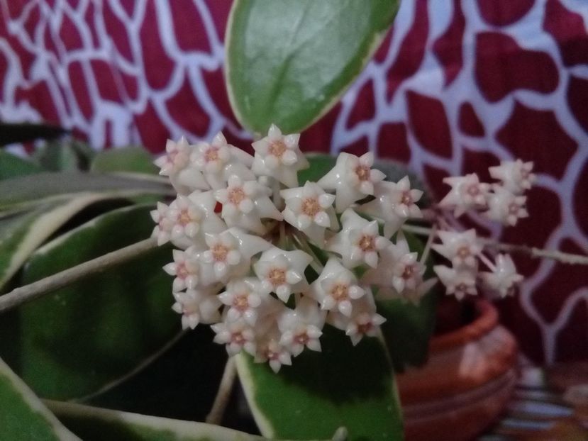  - Hoya Parasitica Albomarginata