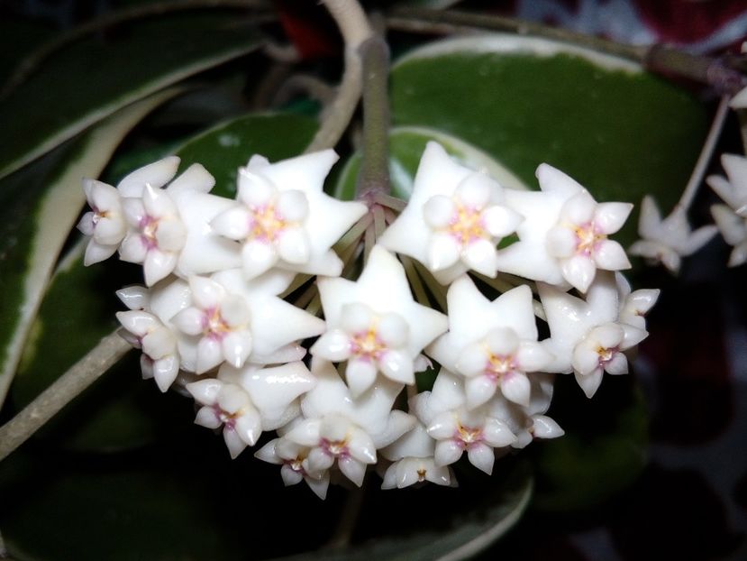  - Hoya Parasitica Albomarginata