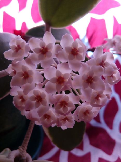  - Hoya Parasitica Albomarginata