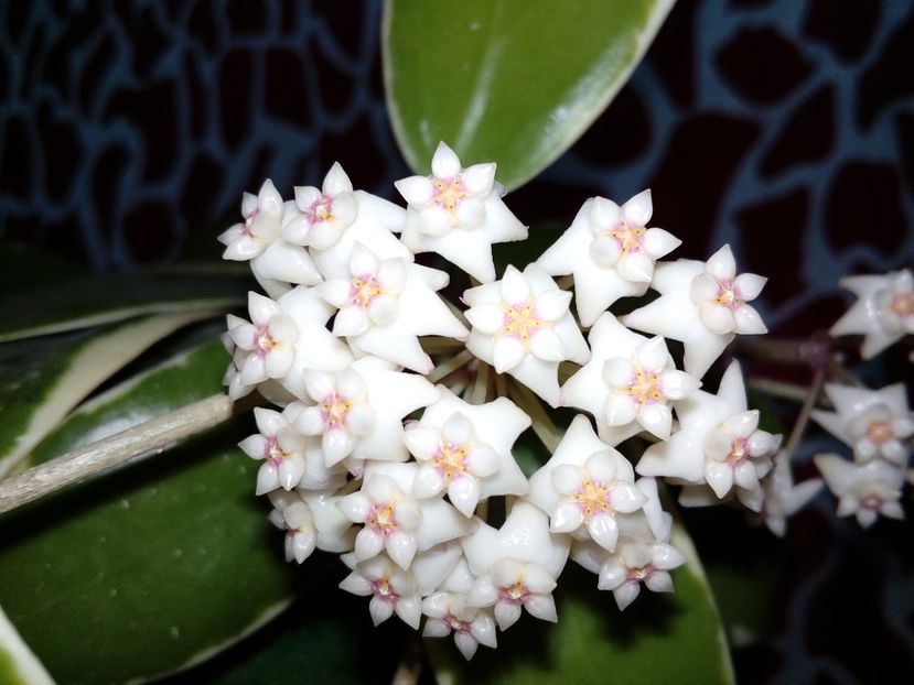  - Hoya Parasitica Albomarginata