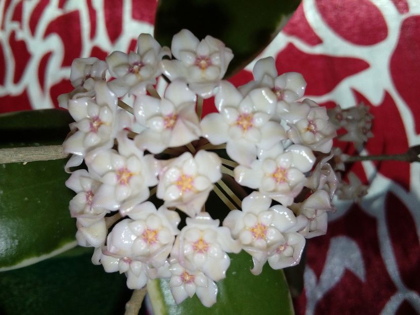  - Hoya Parasitica Albomarginata