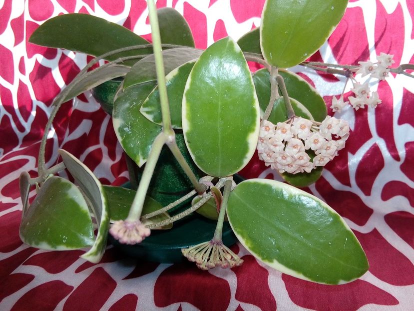  - Hoya Parasitica Albomarginata