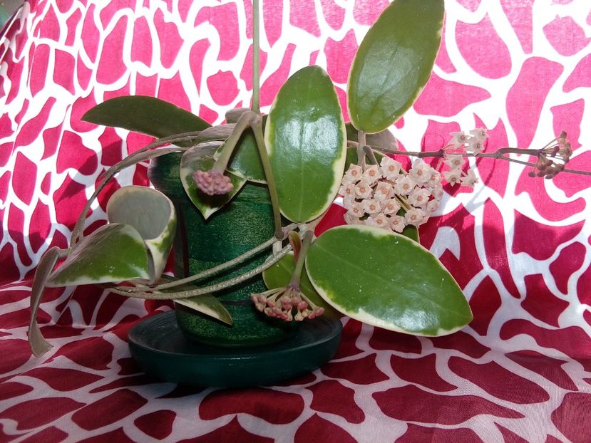  - Hoya Parasitica Albomarginata