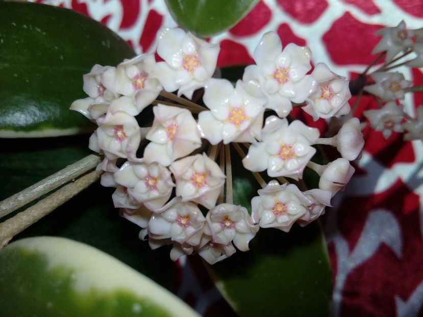  - Hoya Parasitica Albomarginata