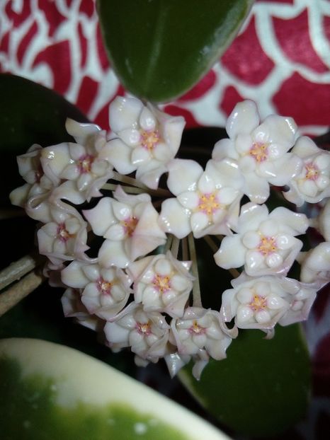  - Hoya Parasitica Albomarginata