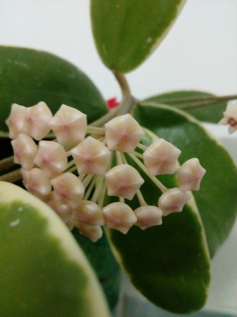  - Hoya Parasitica Albomarginata