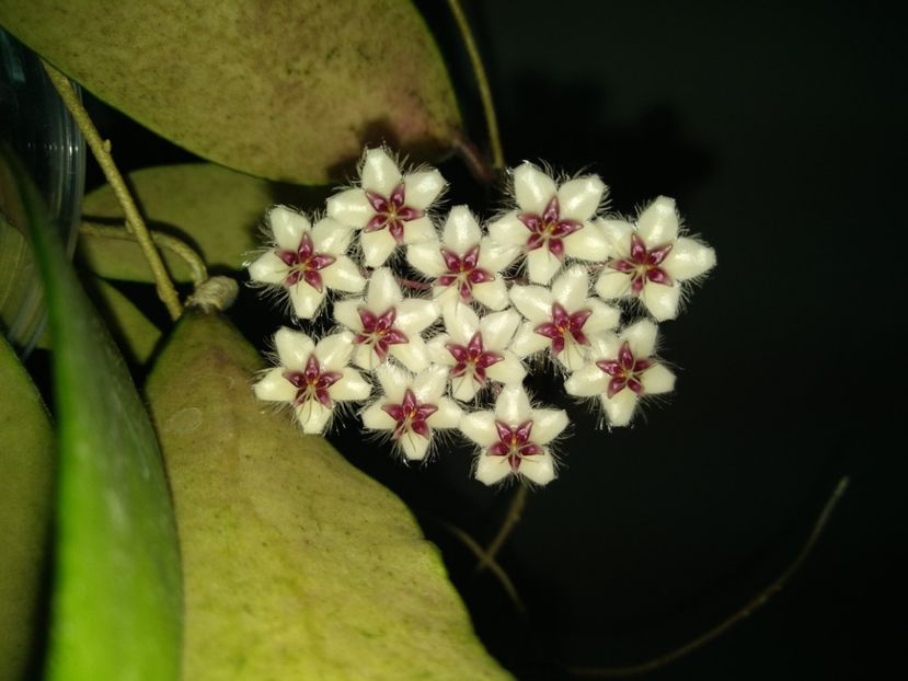  - Hoya Flagellata