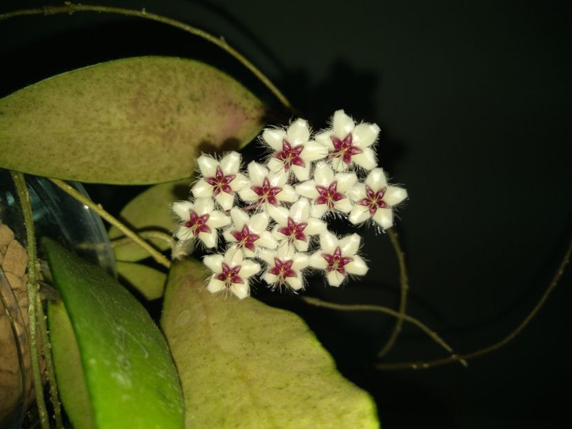  - Hoya Flagellata