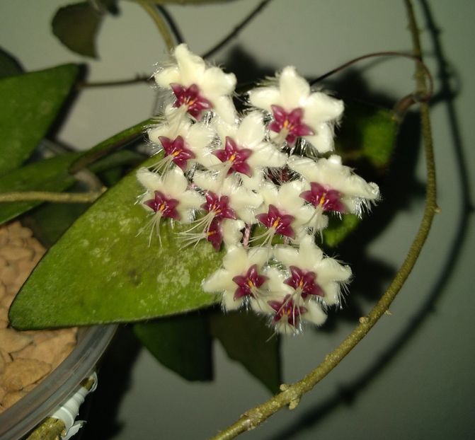  - Hoya Flagellata