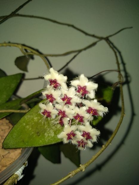  - Hoya Flagellata