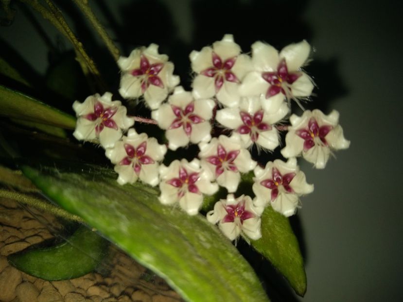  - Hoya Flagellata