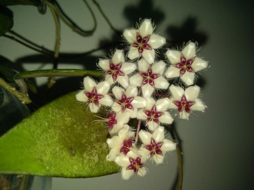  - Hoya Flagellata