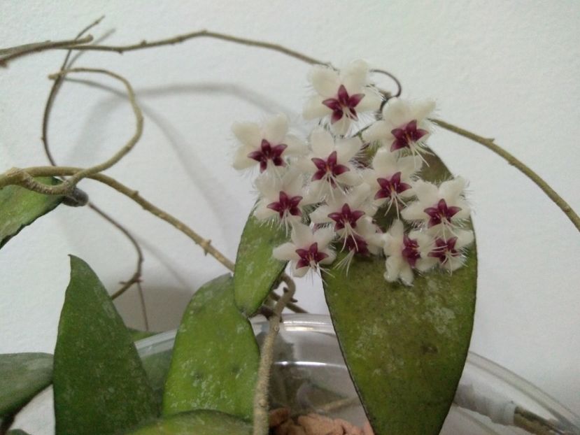  - Hoya Flagellata