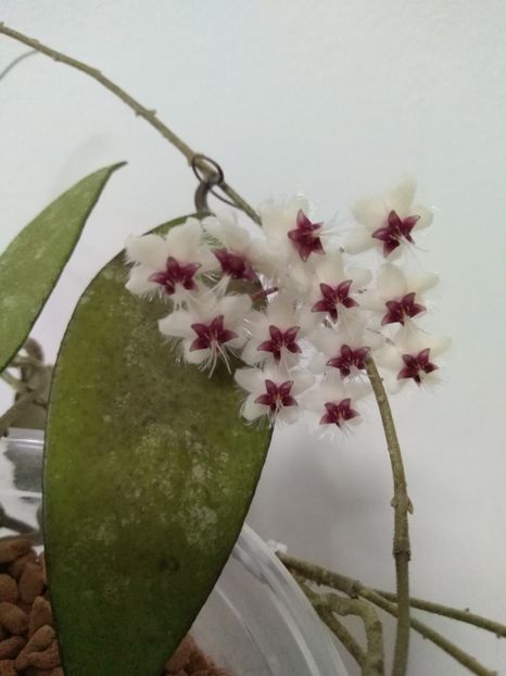  - Hoya Flagellata