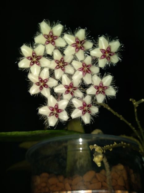  - Hoya Flagellata