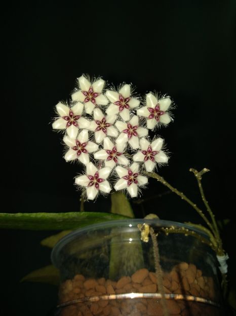  - Hoya Flagellata