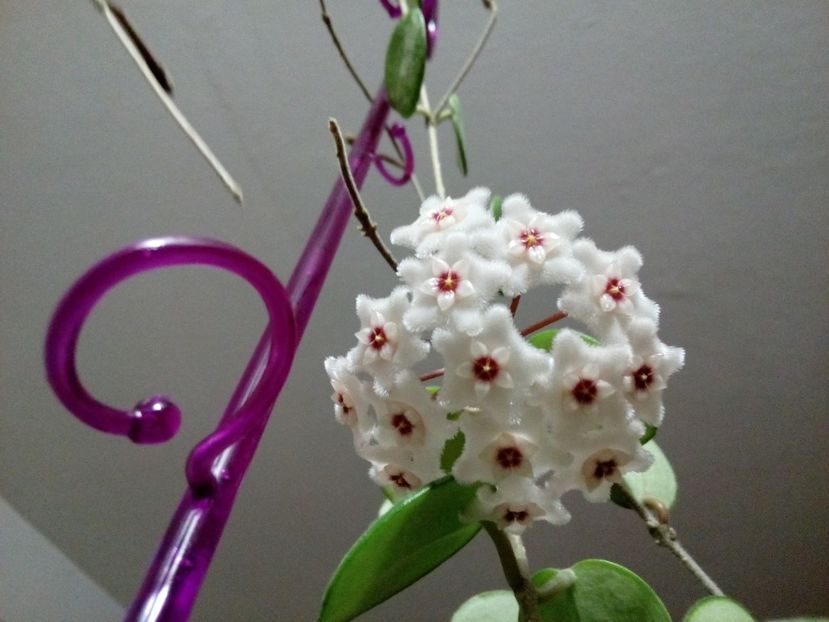  - Hoya Mathilde splash