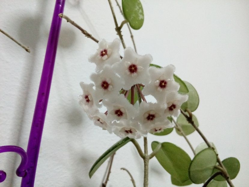  - Hoya Mathilde splash