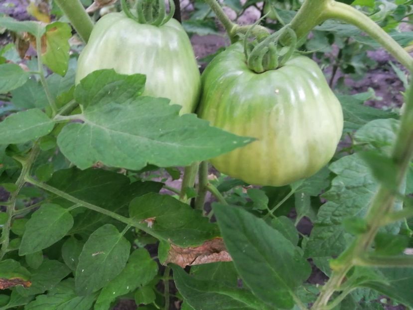  - Gradina cu legume-2017-acasa recolte 2018 - 2023