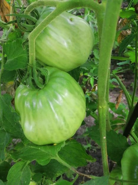 - Gradina cu legume-2017-acasa recolte 2018 - 2023