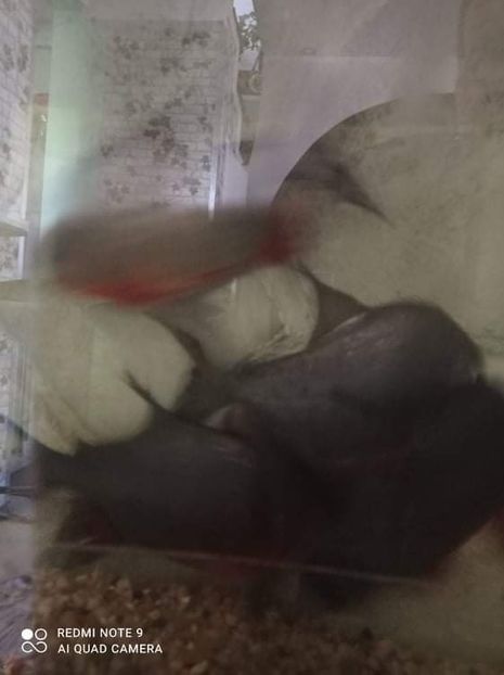 received_1409419279435550 - Pesti