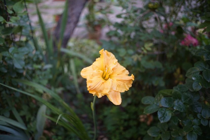  - Hemerocallis 2020- 2021- 2022