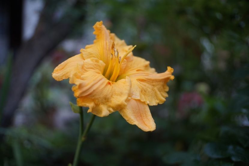  - Hemerocallis 2020- 2021- 2022