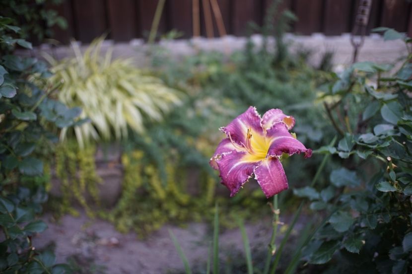  - Hemerocallis 2020- 2021- 2022