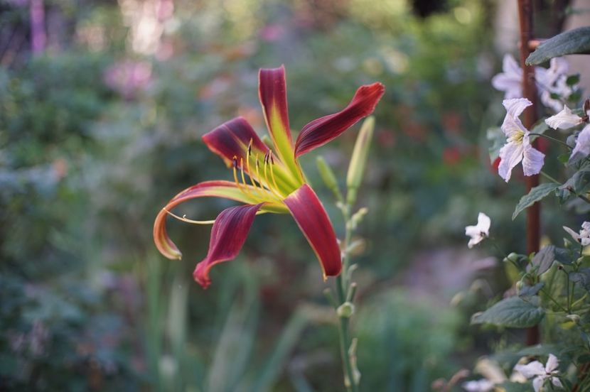  - Hemerocallis 2020- 2021- 2022