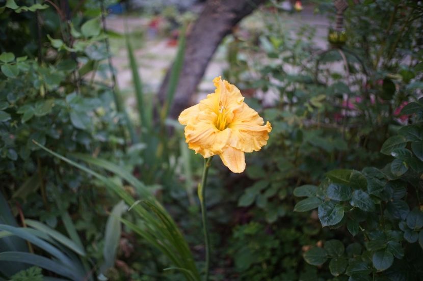  - Hemerocallis 2020- 2021- 2022