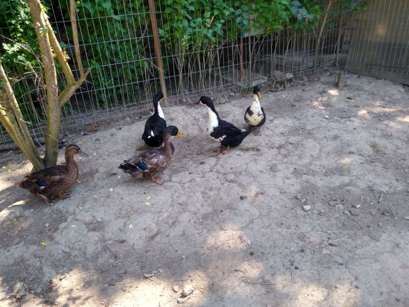  - Rațele macaitoare