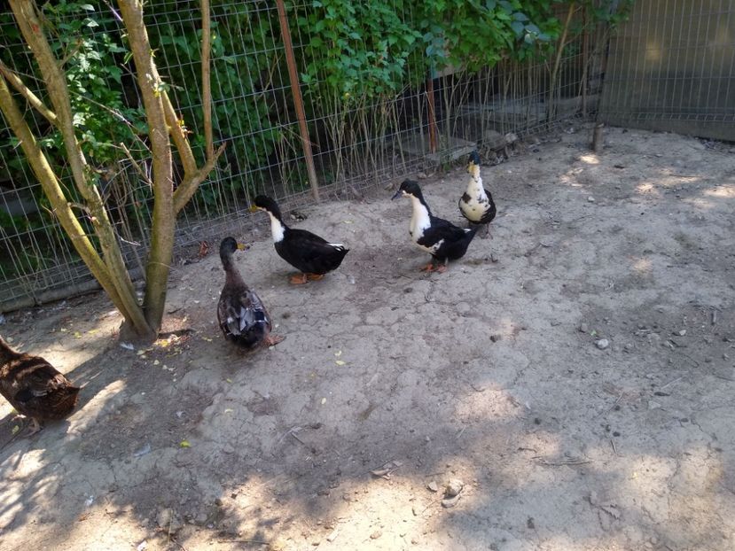  - Rațele macaitoare