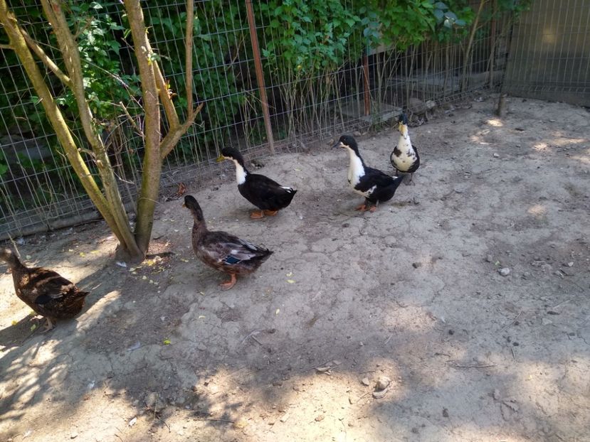  - Rațele macaitoare