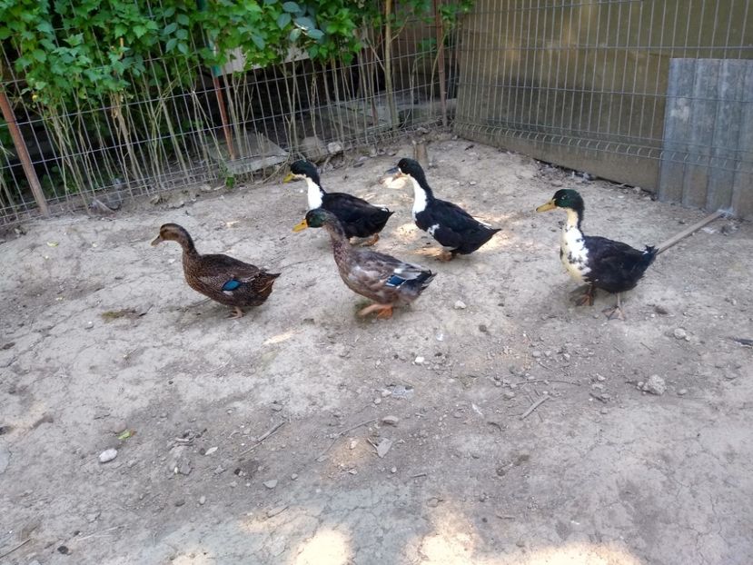  - Rațele macaitoare