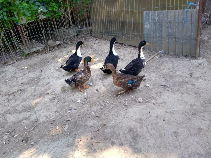  - Rațele macaitoare