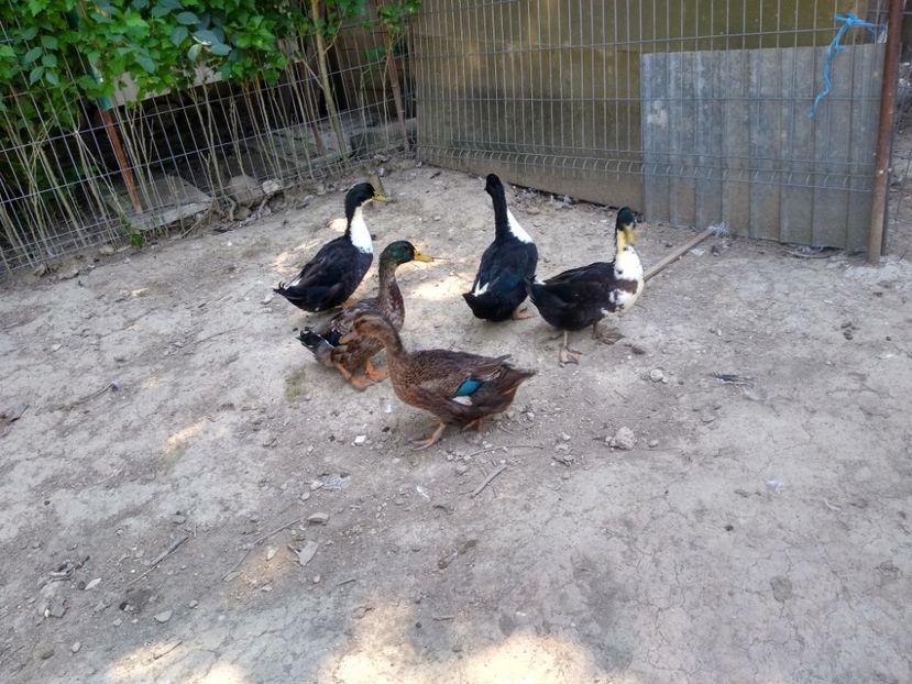  - Rațele macaitoare