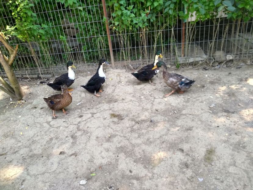  - Rațele macaitoare